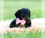 Small Photo #12 Dachshund Puppy For Sale in WARSAW, IN, USA
