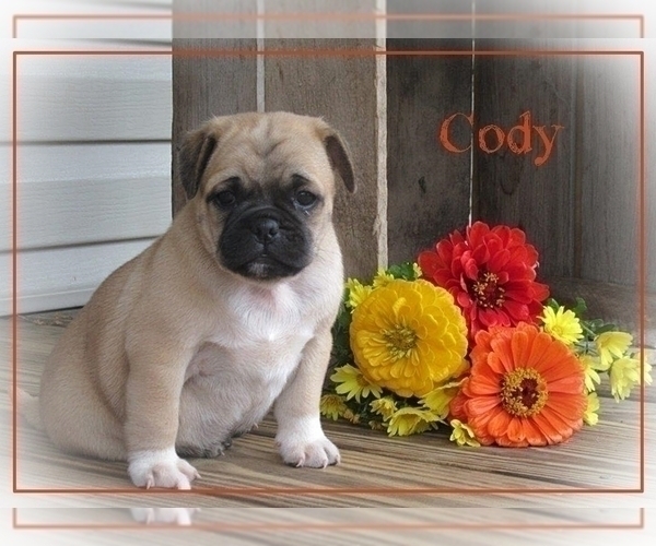 Medium Photo #1 Pug Puppy For Sale in VICTORIA, VA, USA