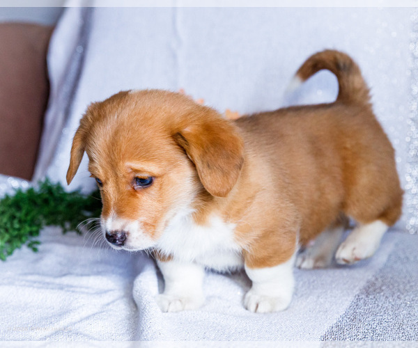 Medium Photo #5 Dorgi Puppy For Sale in WAKARUSA, IN, USA