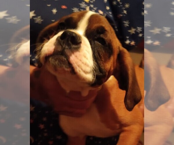 Medium Photo #1 Boxer Puppy For Sale in ROYSTON, GA, USA