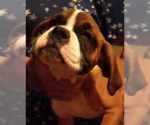 Boxer Puppy for sale in ROYSTON, GA, USA