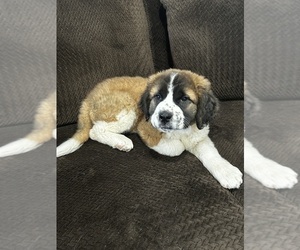 Saint Bernard Puppy for sale in HESPERIA, CA, USA