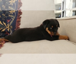 Rottweiler Puppy for sale in SMITHS CREEK, MI, USA