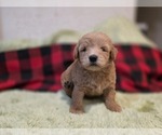 Small #9 Goldendoodle