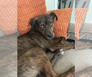 Mutt Dogs for adoption in Doylestown, PA, USA