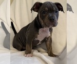 Puppy Blue Tri 1 American Bully