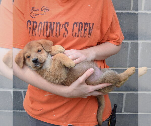 Medium Photo #4 Golden Shepherd Puppy For Sale in Huntley, IL, USA