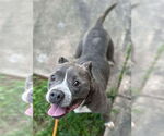 Small American Pit Bull Terrier