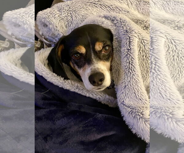 Medium Photo #2 Beagle Puppy For Sale in Menifee, CA, USA