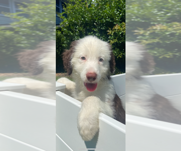 Medium Photo #1 Aussiedoodle Puppy For Sale in STATESVILLE, NC, USA