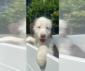 Aussiedoodle Puppy for sale in STATESVILLE, NC, USA