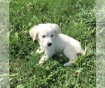 Small Photo #12 English Cream Golden Retriever Puppy For Sale in DEARBORN, MO, USA