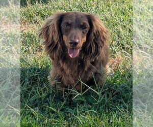 Dachshund Dogs for adoption in Shelbyville, TN, USA