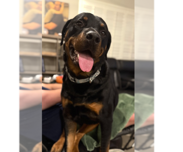 Medium Photo #9 Rottweiler Puppy For Sale in Gilbert, AZ, USA