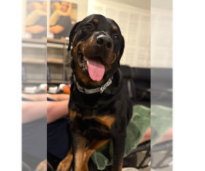 Wilcox - Male Rottweiler Dog for Adoption - Photo #9