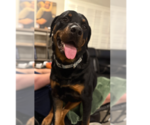 Small #8 Rottweiler