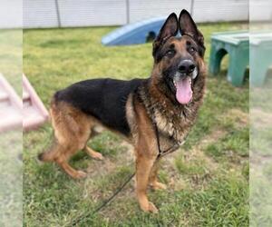 German Shepherd Dog Dogs for adoption in Modesto, CA, USA