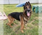 Small German Shepherd Dog