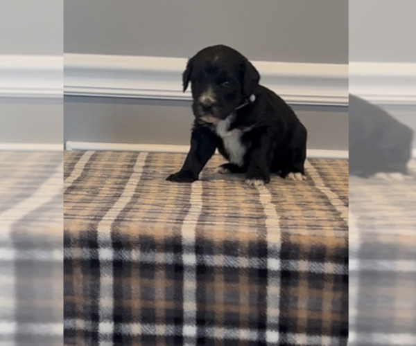 Medium Photo #32 Bernedoodle-Labradoodle Mix Puppy For Sale in MILFORD, NJ, USA