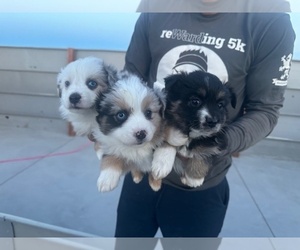 Miniature American Shepherd Puppy for sale in BLACK FOREST, CO, USA