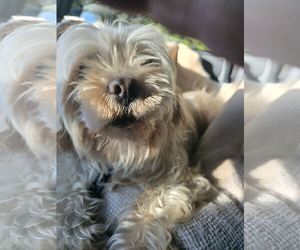 Medium Photo #1 Shih Tzu Puppy For Sale in Pipe Creek, TX, USA