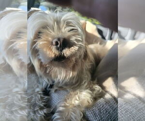 Shih Tzu Dogs for adoption in Pipe Creek, TX, USA