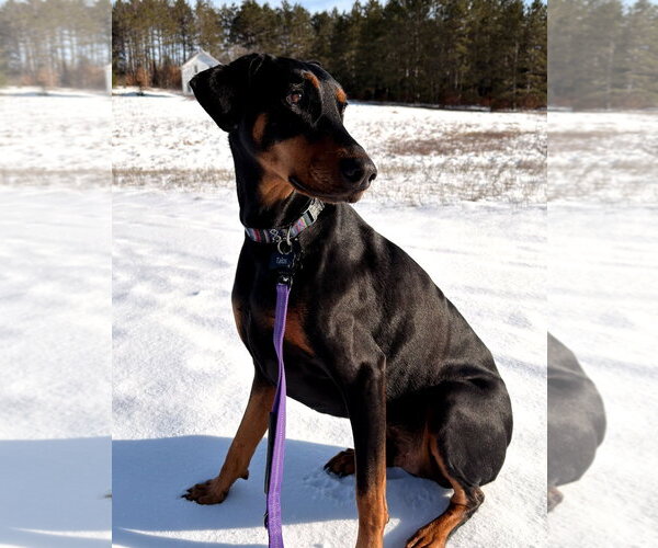 Medium Photo #1 Doberman Pinscher Puppy For Sale in Buffalo, MN, USA