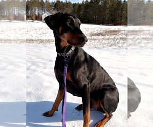 Doberman Pinscher Dogs for adoption in Buffalo, MN, USA