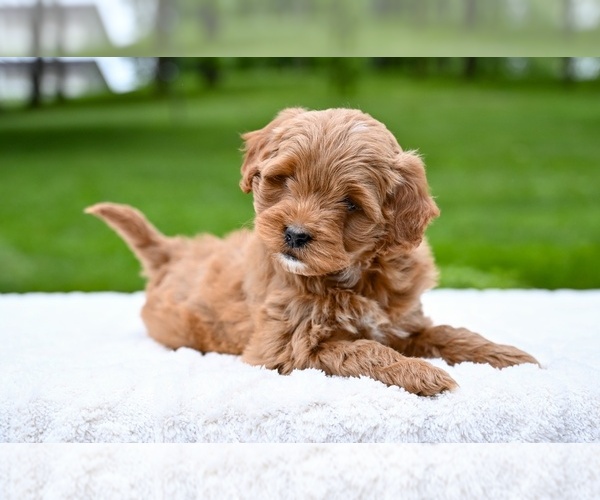 Medium Photo #2 Goldendoodle (Miniature) Puppy For Sale in MILLERSBURG, OH, USA