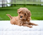 Small #1 Goldendoodle (Miniature)