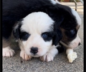 Australian Shepherd Puppy for sale in COULTERVILLE, CA, USA