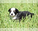 Small #3 Miniature Australian Shepherd