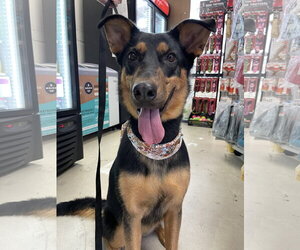 Keary - Female German Shepherd Dog Dog for Adoption - Photo #7