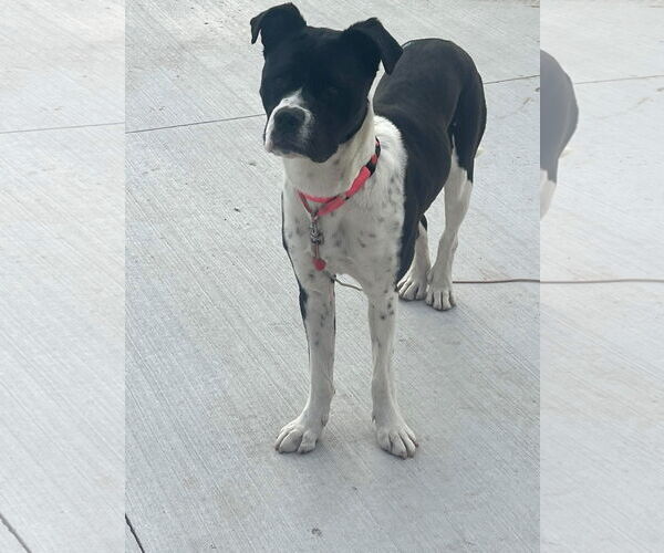 Medium Photo #5 American Pit Bull Terrier-Unknown Mix Puppy For Sale in New London, WI, USA