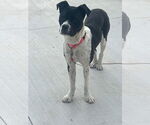 Small #4 American Pit Bull Terrier Mix