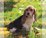 Small Photo #2 Beagle Puppy For Sale in RICHLAND, PA, USA