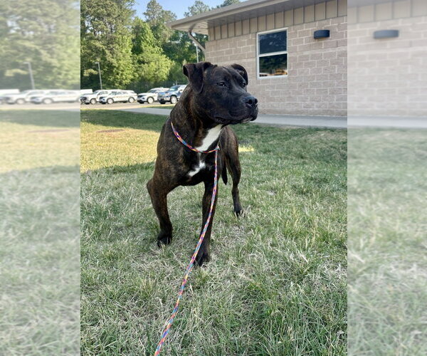 Medium Photo #4 Mutt Puppy For Sale in Glen Allen, VA, USA