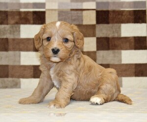 Bernedoodle (Miniature)-Cavapoo (Miniature) Mix Puppy for sale in DENVER, PA, USA