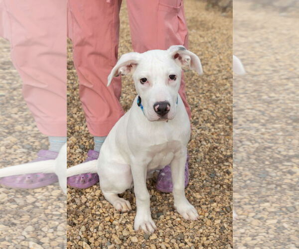 Medium Photo #6 Boxer-Dalmatian Mix Puppy For Sale in Estherville, IA, USA