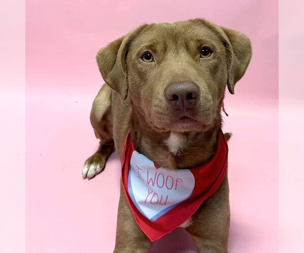 Medium Photo #7 Labrador Retriever-Unknown Mix Puppy For Sale in South Bend, IN, USA