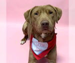 Small #6 Labrador Retriever Mix