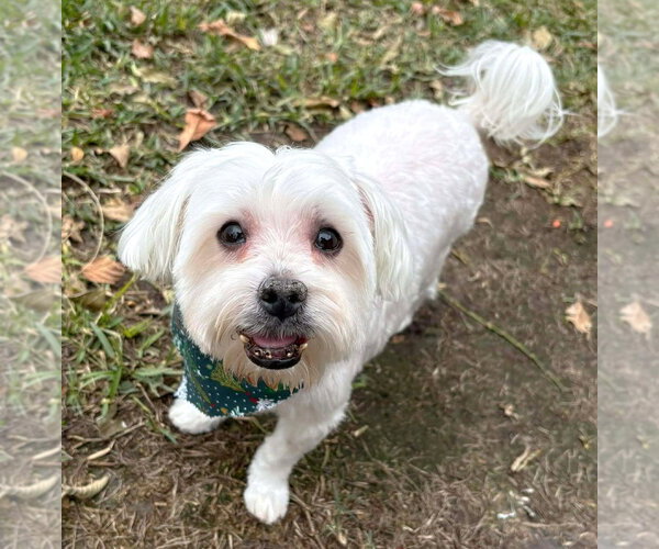 Medium Photo #21 Maltese Puppy For Sale in Boonton, NJ, USA