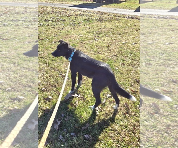 Medium Photo #4 Beagle-Unknown Mix Puppy For Sale in Rustburg, VA, USA