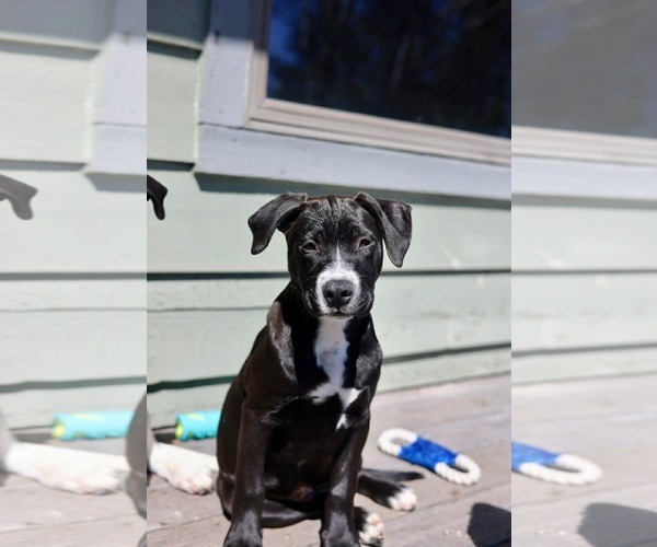 Medium Photo #3 American Staffordshire Terrier-Unknown Mix Puppy For Sale in Duluth, MN, USA
