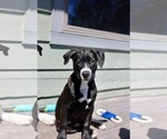 Small #2 American Staffordshire Terrier Mix