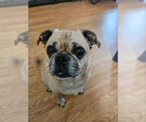 Pug Dogs for adoption in Indianapolis, IN, USA