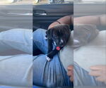 Small Labrador Retriever-Mountain Cur Mix