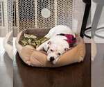 Small #9 American Staffordshire Terrier Mix