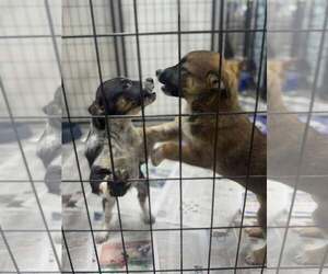Border-Aussie Dogs for adoption in Mukwonago, WI, USA