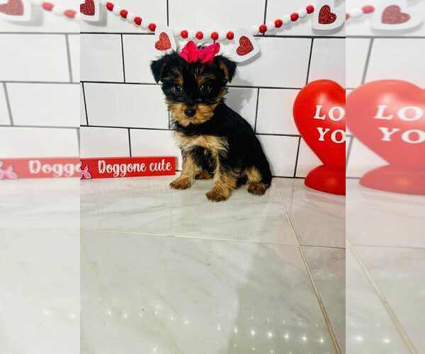 Medium Photo #1 Yorkshire Terrier Puppy For Sale in INDIANAPOLIS, IN, USA